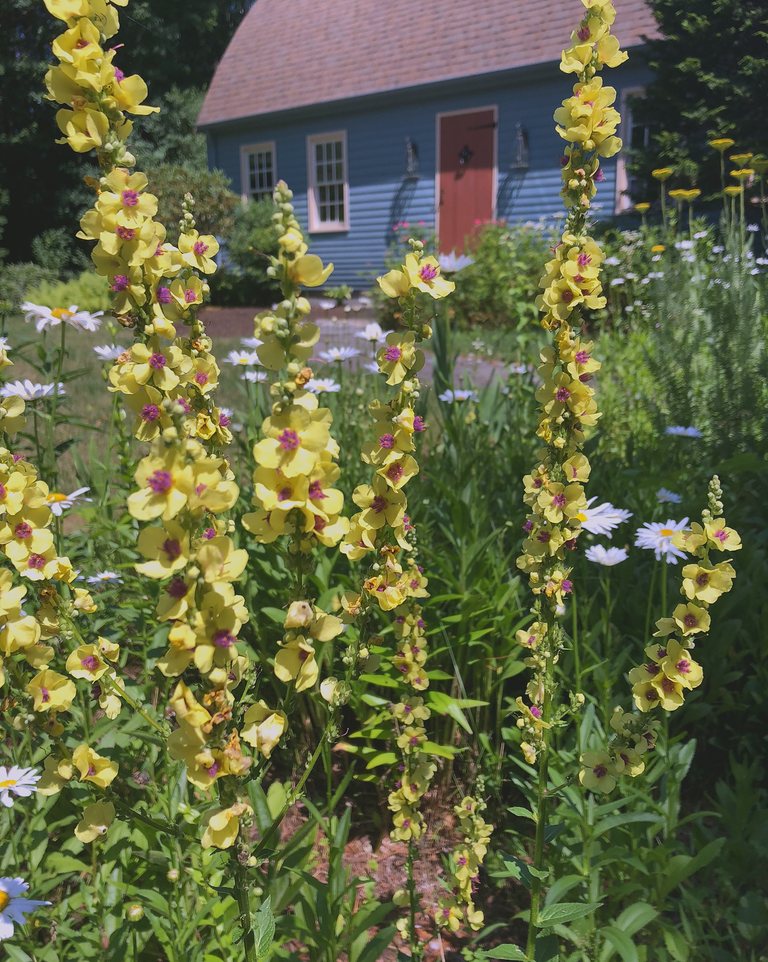 Tall yellow verbascum spires and ox-eye daisies in a planted bed in front of a blue barn with a red door.