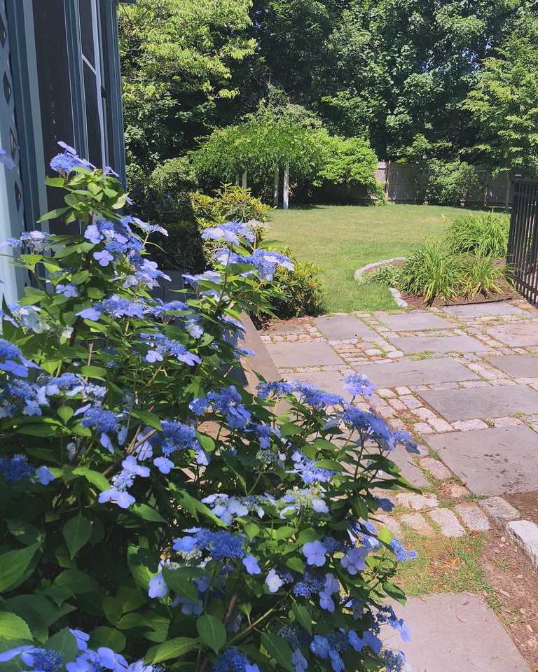 Blue lacecap hydrangeas in full bloom beside a bluestone path, with a lawn and a vine-covered arbor beyond.